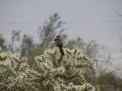 Bird on a cactus