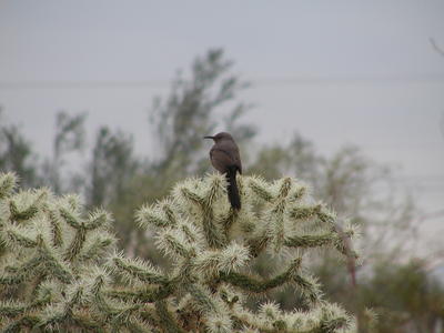 Bird on a cactus #2