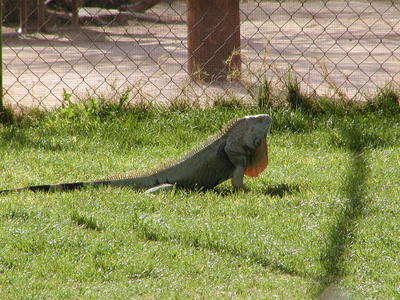 Iguana #4