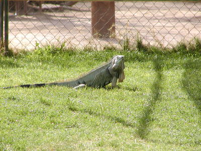 Iguana #5
