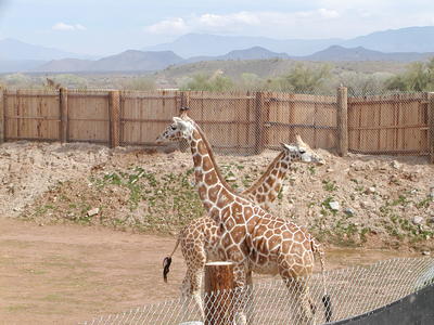 Giraffes
