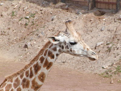 Giraffe