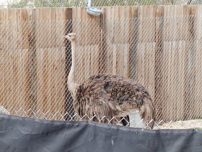 Ostrich