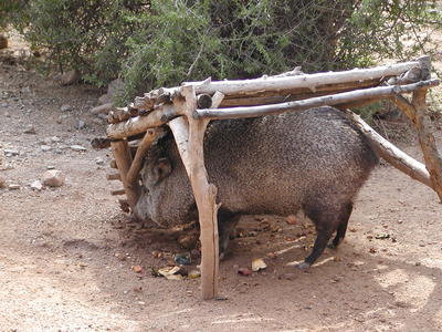 I love my little house