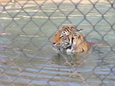 Tiger swimming