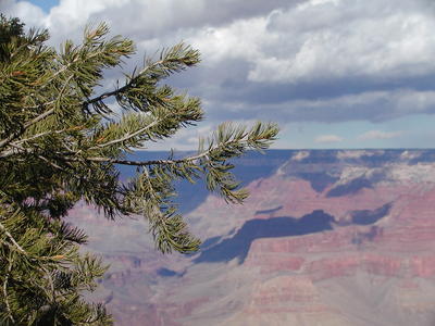 Tree and canyon