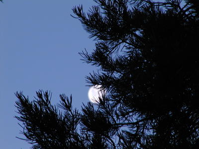 Tree and moon