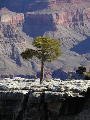 Tree growing out of the rocks