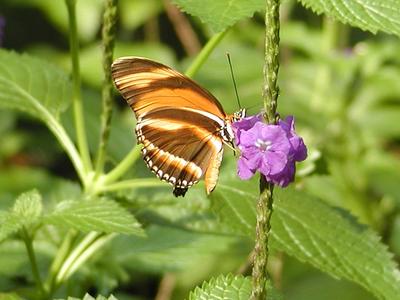 Tiger Longwing