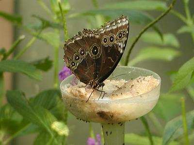 Common Blue Morpho #2