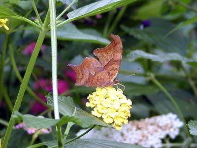 Dead leaf butterfly