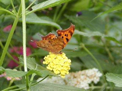 Dead leaf butterfly #2