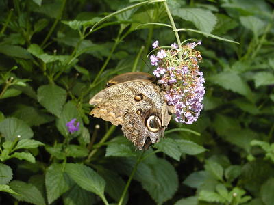 Owl butterfly