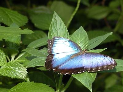 Common Blue Morpho #4