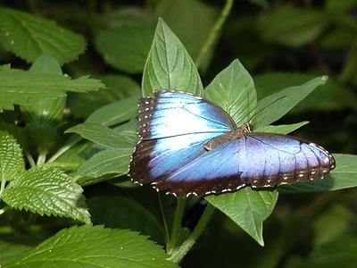 Common Blue Morpho #5