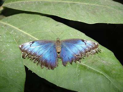 Common Blue Morpho #6