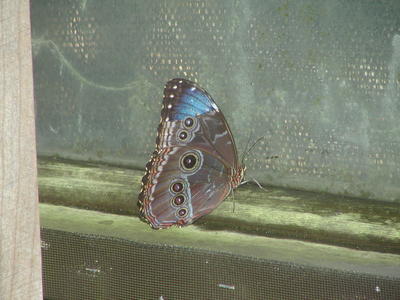 Owl butterfly #2
