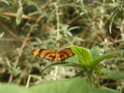 Tiger butterfly #2