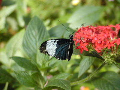 Sapho Longwing