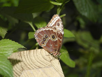 Owl butterfly #3