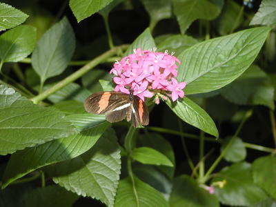 Small Postman butterfly