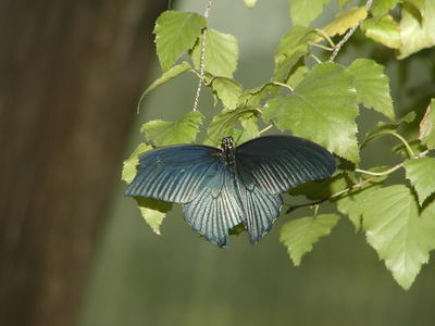 Blue Morpho