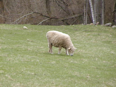 Sheep #2