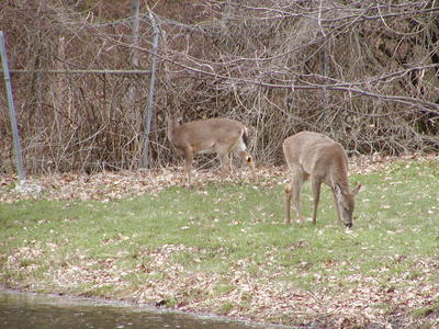 Deer #3