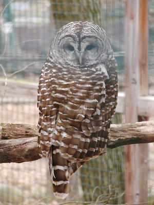 Owl