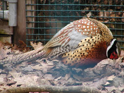 Pheasant