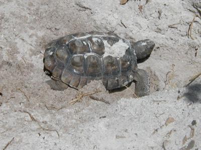 Turtle #4