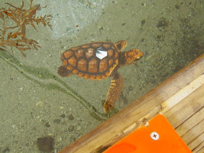 Turtle #7