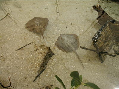 Stingrays