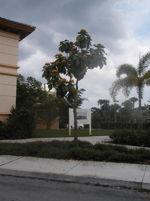 Flower and clouds #2