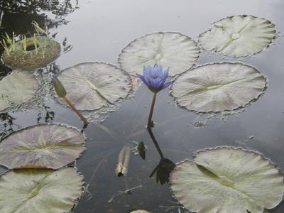 Water lillies