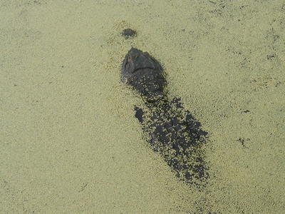 Maybe they won't see me #2