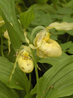 Yellow ladyslippers #2