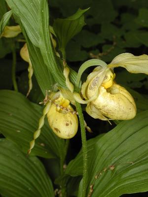 Yellow ladyslippers #3