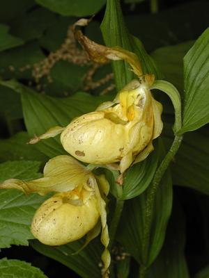 Yellow ladyslippers #4