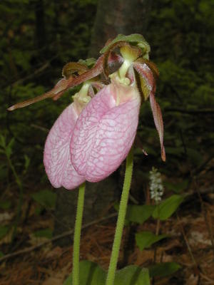 Pink ladyslipper #2