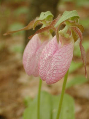 Pink ladyslipper #3