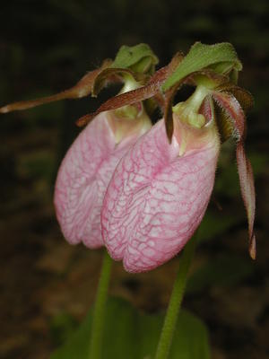 Pink ladyslipper #4