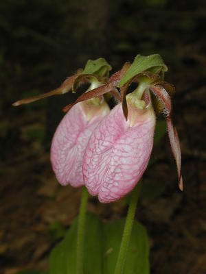Pink ladyslipper #5