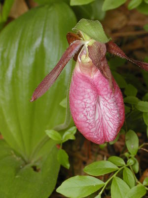 Pink ladyslipper #6