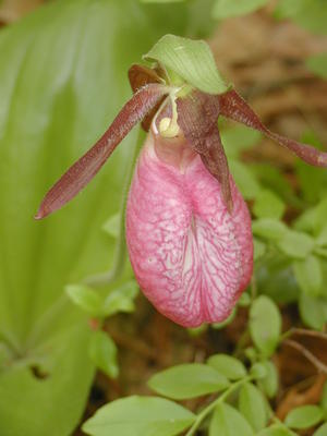 Pink ladyslipper #7