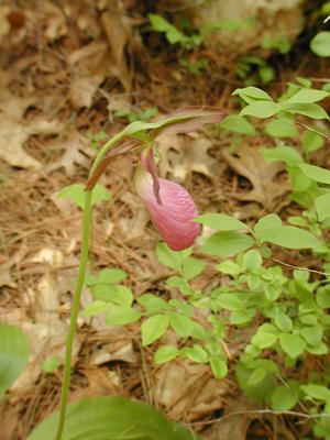 Pink ladyslipper #9