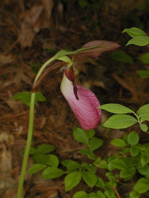 Pink ladyslipper #10