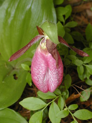 Pink ladyslipper #11