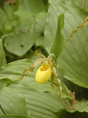 Yellow ladyslipper