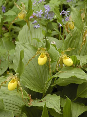 Yellow ladyslipper #2